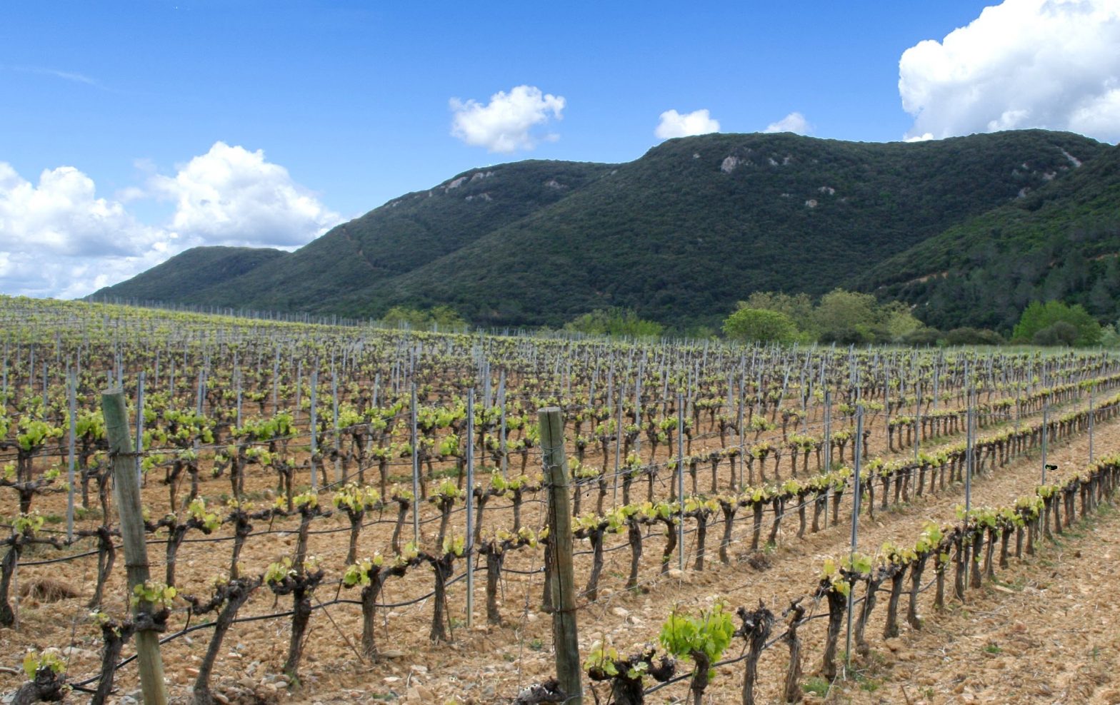 Domaine Viticole Vendre Dans L H Rault Vignoble Dans Le