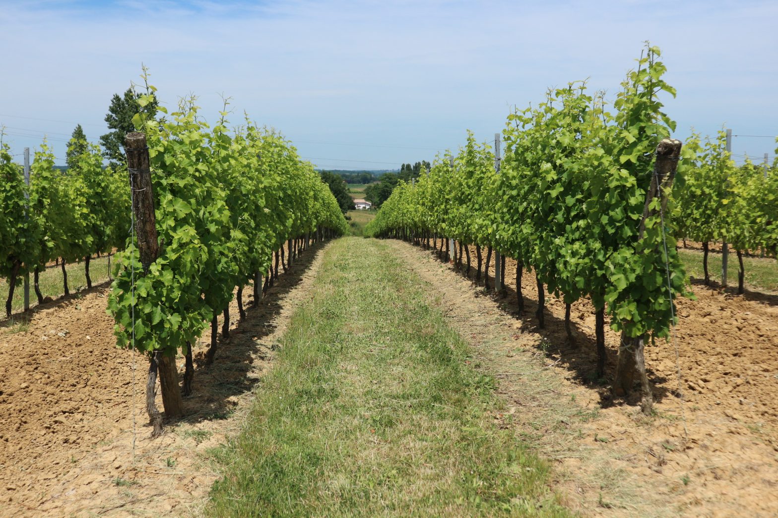 Wine properties for sale in Bordeaux : Wine Estates, Vineyards and ...